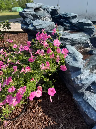 Pink petunias spilling over the garden's rock wall