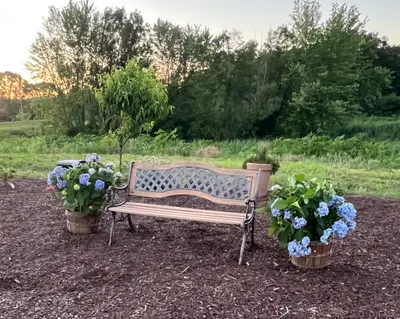 A garden bench surrounded by blue hydrangeas